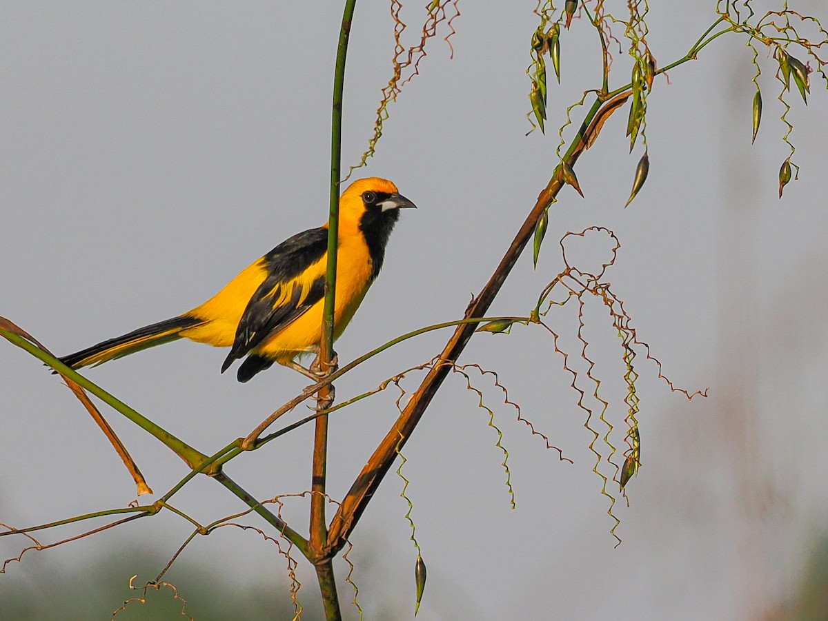 Yellow-tailed Oriole - ML646181957