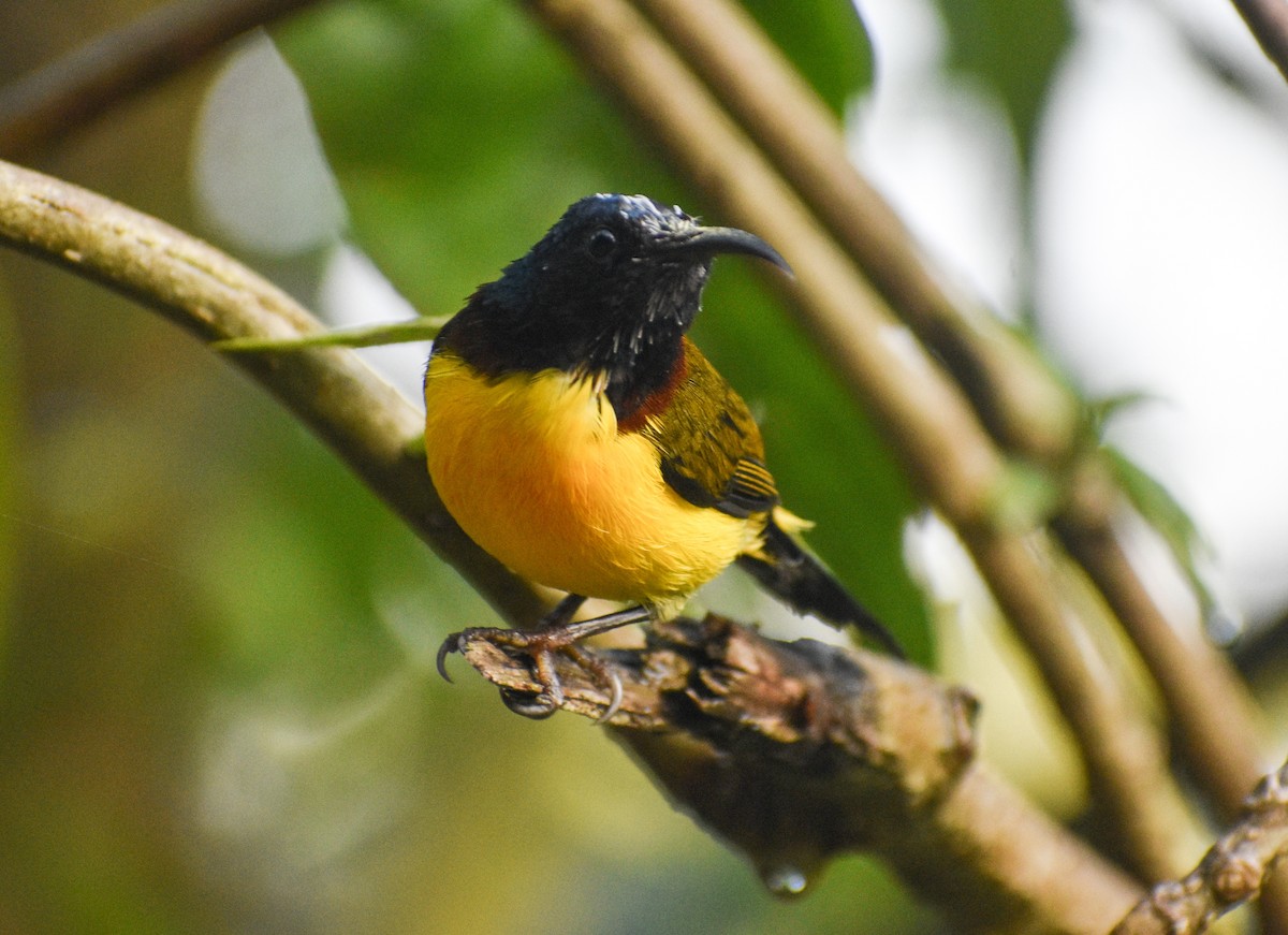 Green-tailed Sunbird - ML646181958