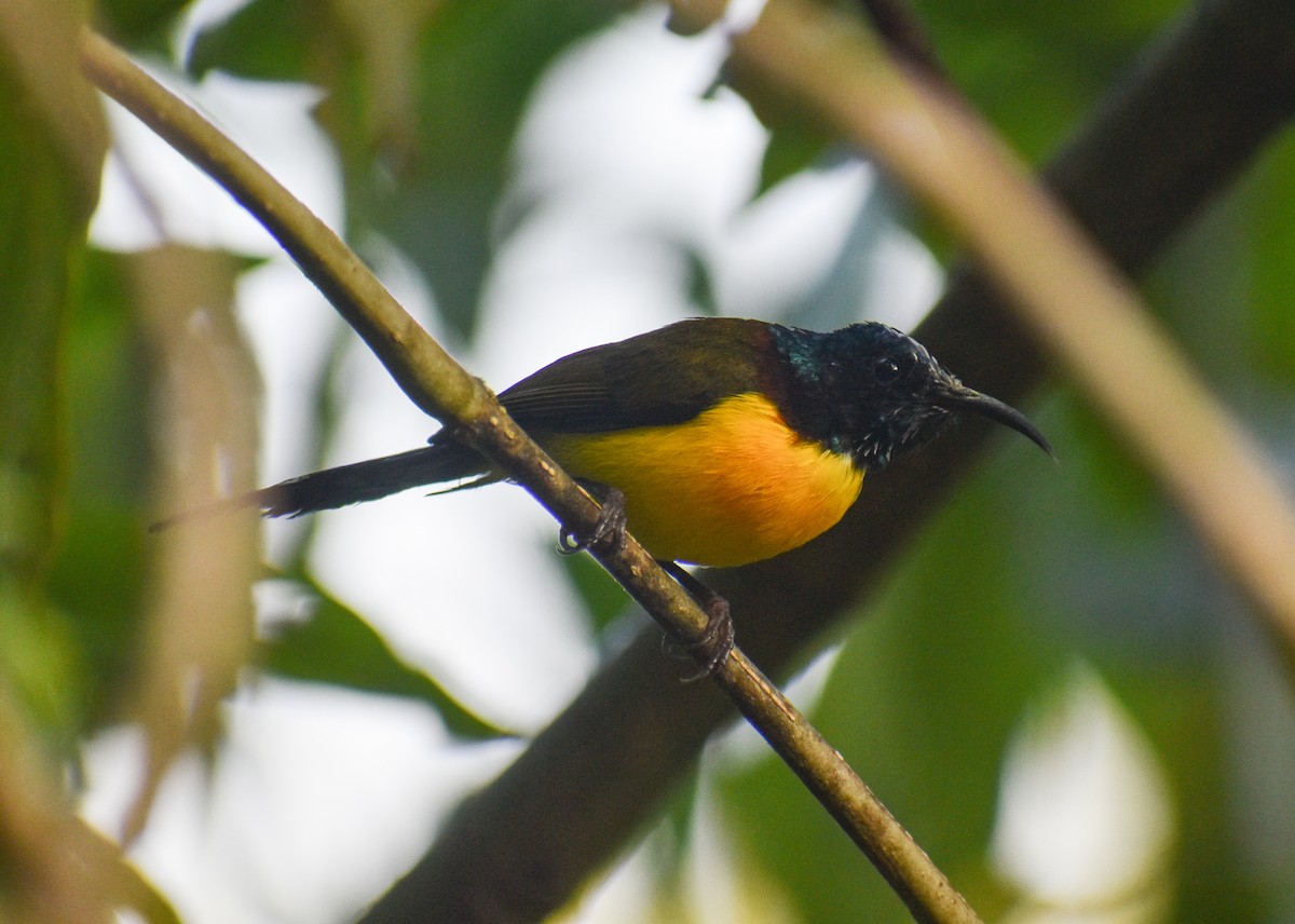 Green-tailed Sunbird - ML646181959