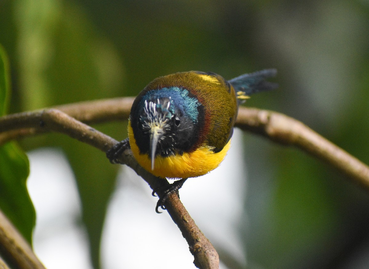 Green-tailed Sunbird - ML646181960
