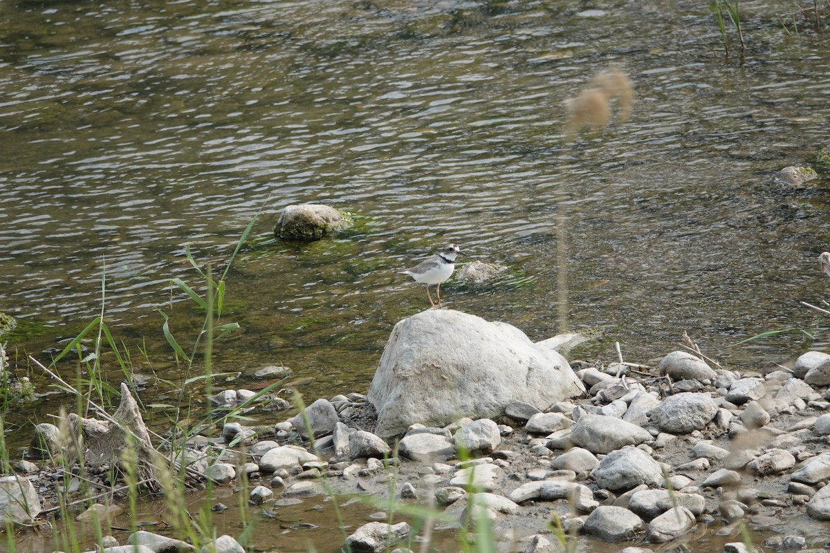 Long-billed Plover - ML646181961