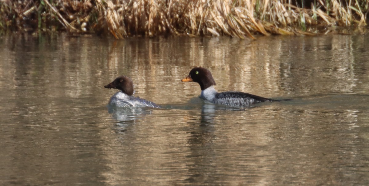 Barrow's Goldeneye - ML646181962