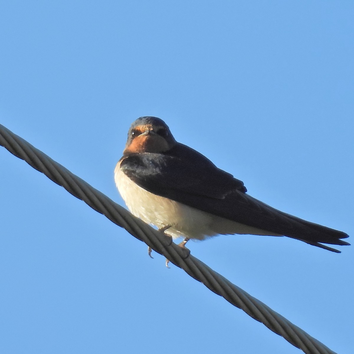 Ластівка сільська - ML646181967