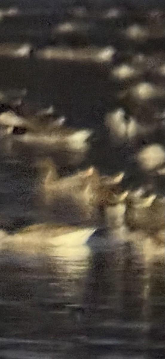 Pink-footed Goose - ML646181971