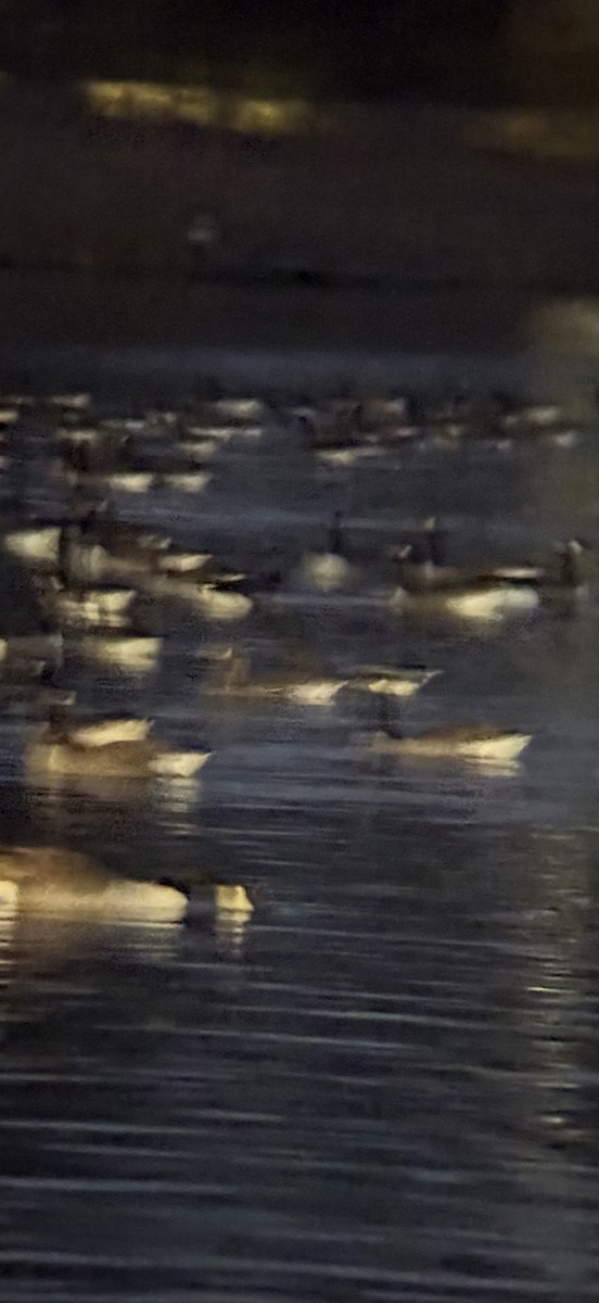 Pink-footed Goose - ML646181972