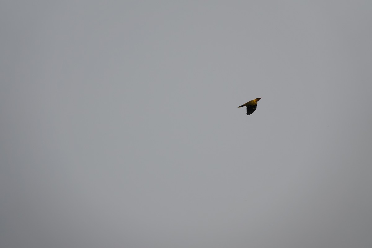 Black-naped Oriole - ML646181974