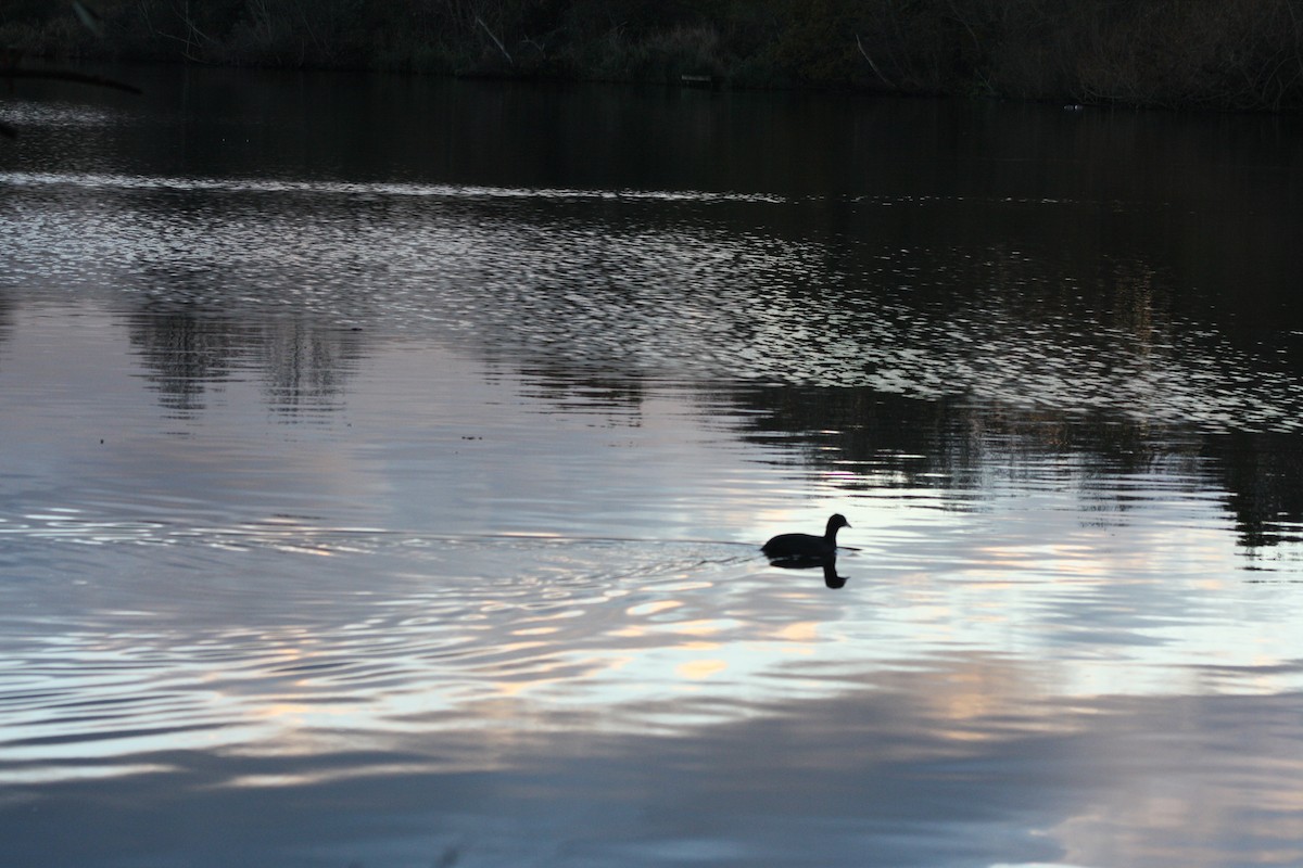 Eurasian Coot - ML646181984