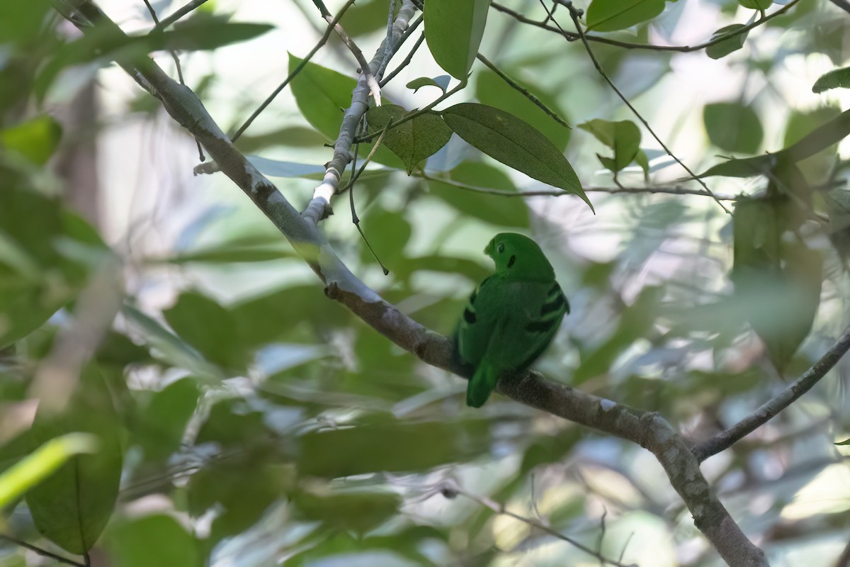Green Broadbill - ML646181987