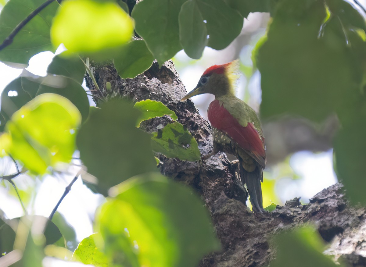 Crimson-winged Woodpecker - ML646182000
