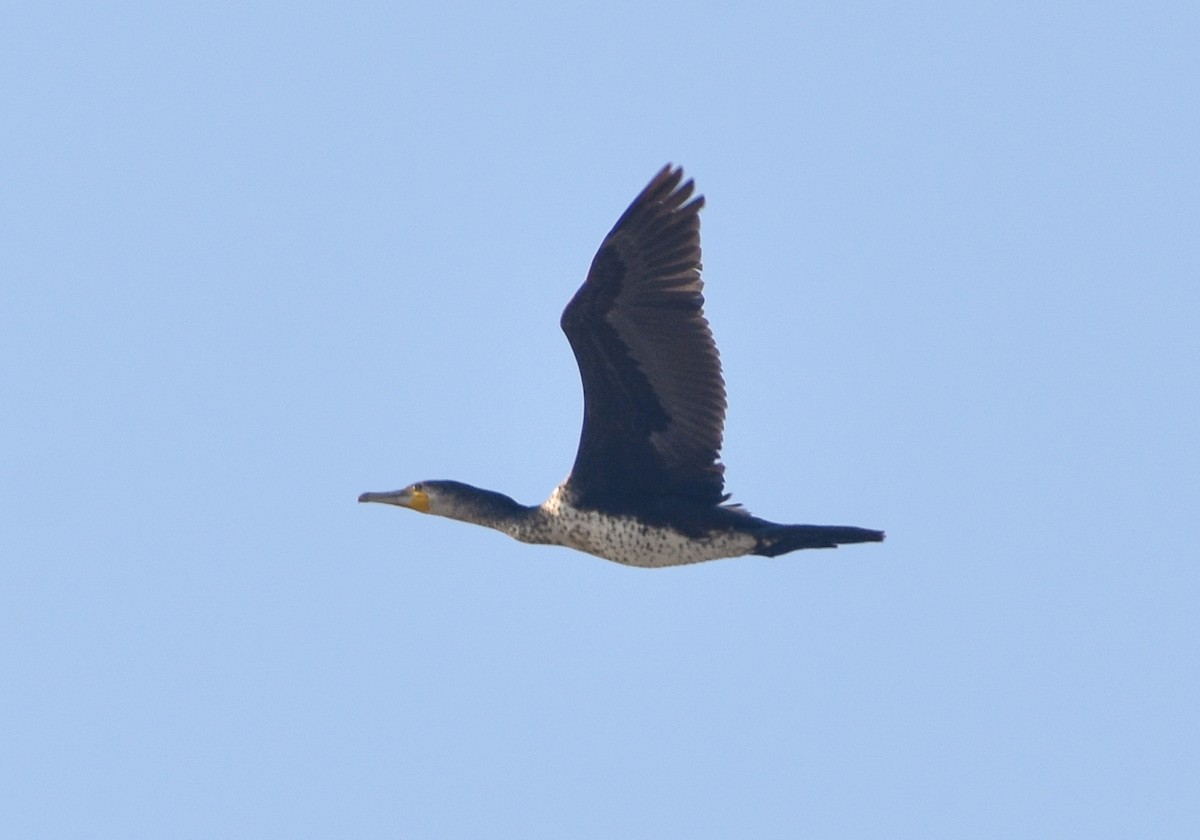 Cormorano - ML646182012