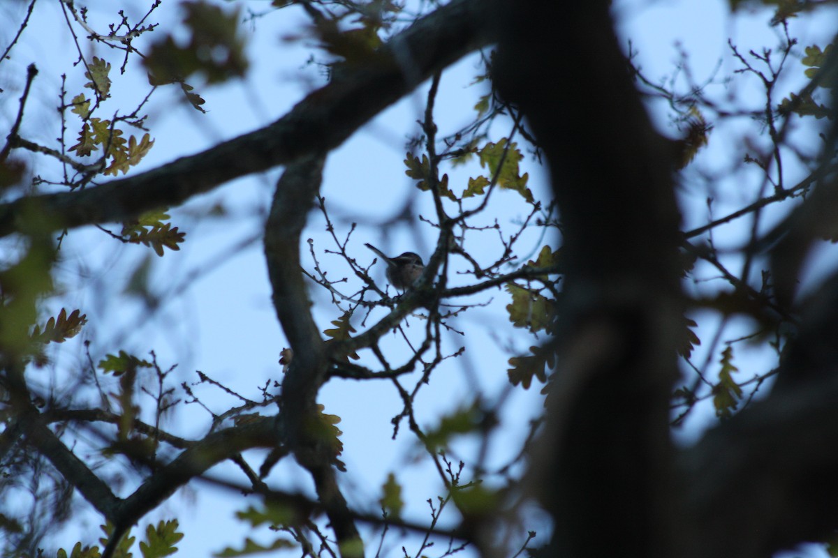 Long-tailed Tit - ML646182013