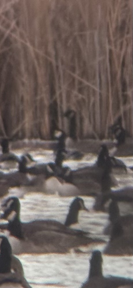 Barnacle Goose - ML646182014