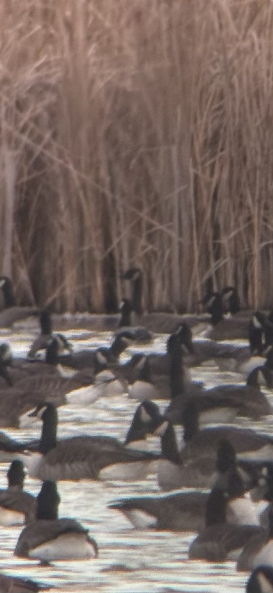 Barnacle Goose - ML646182015