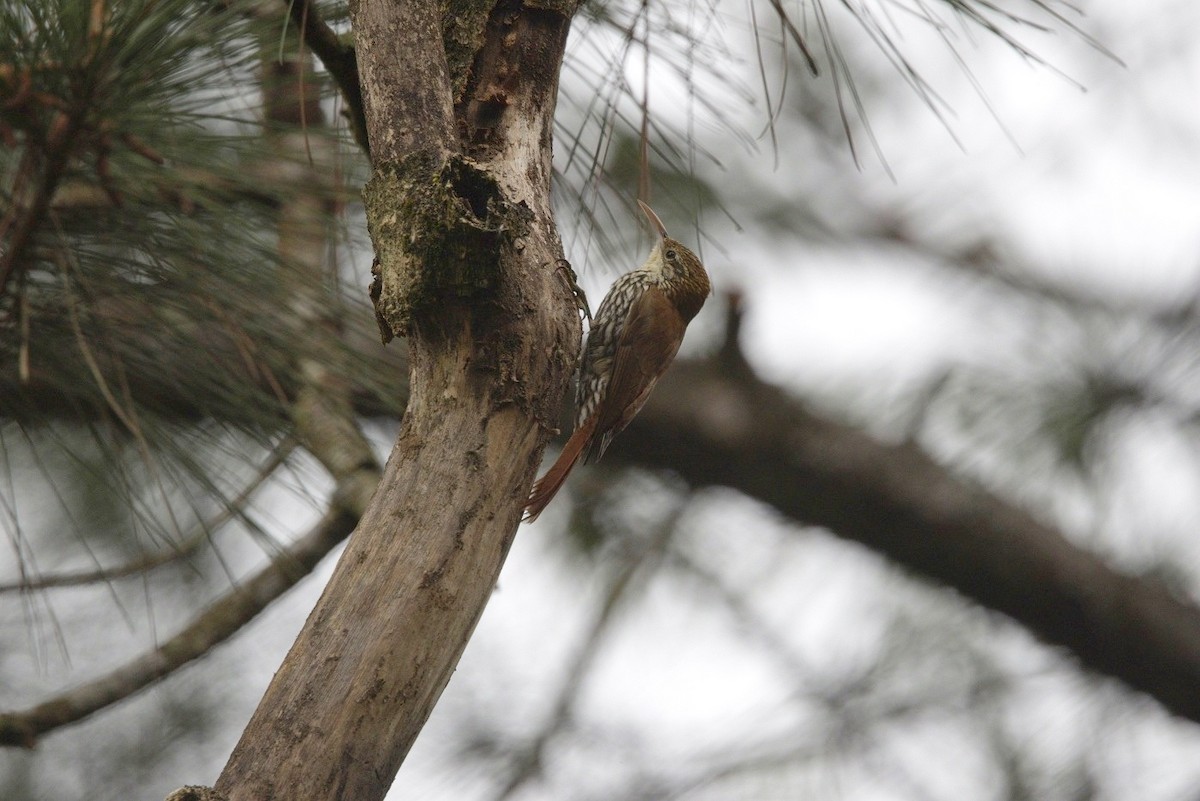Scaled Woodcreeper - ML646182016