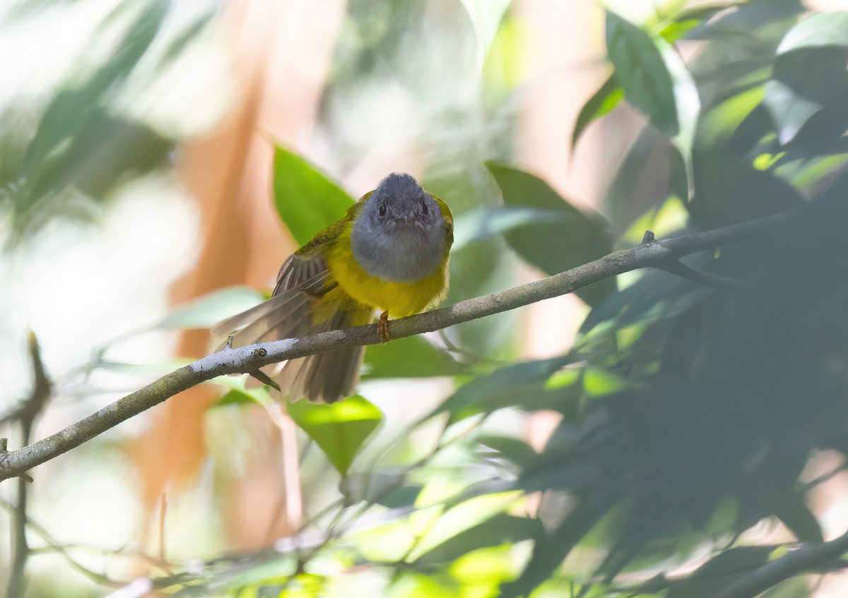 gråhodefluejeger - ML646182025