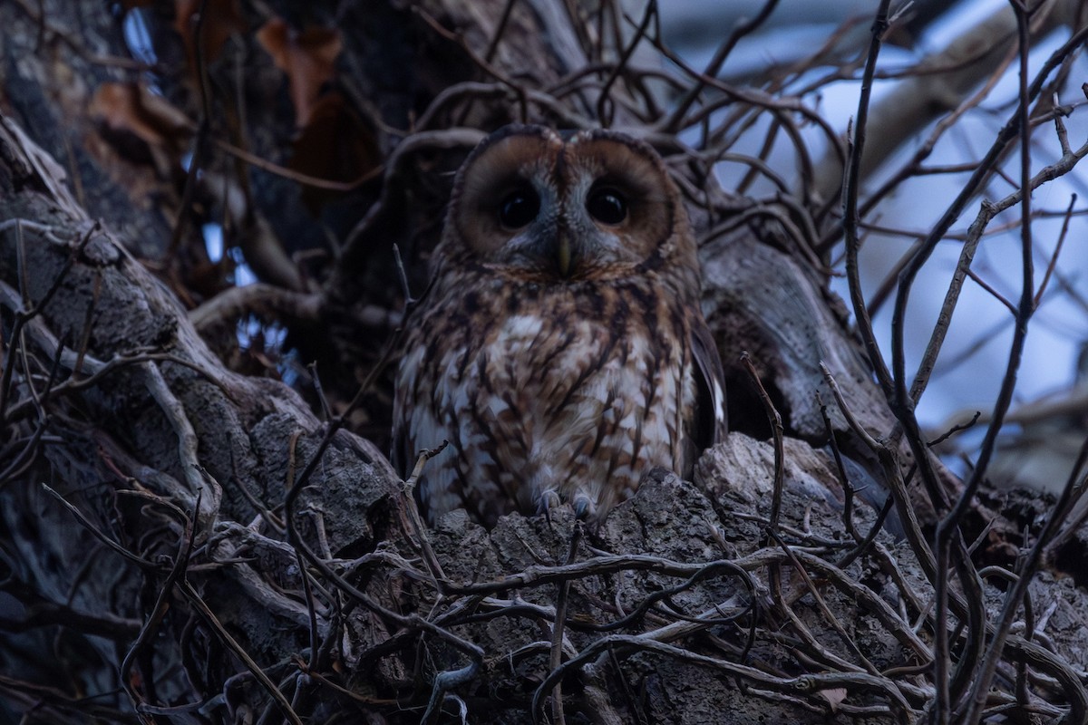Tawny Owl - ML646182028