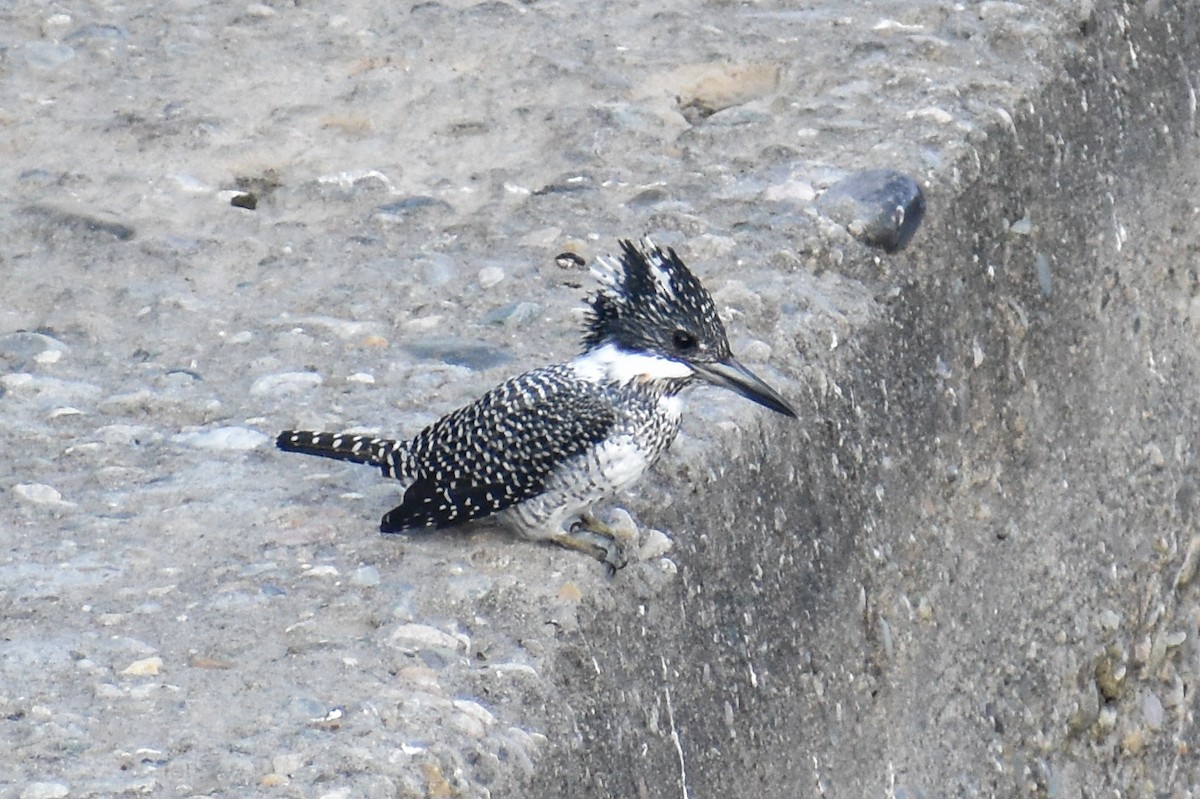 Crested Kingfisher - ML646182032