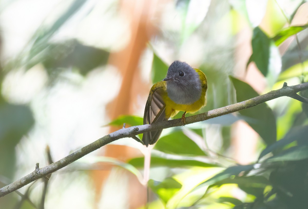 gråhodefluejeger - ML646182033