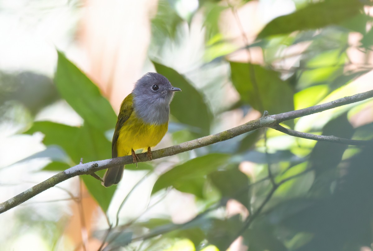 gråhodefluejeger - ML646182035