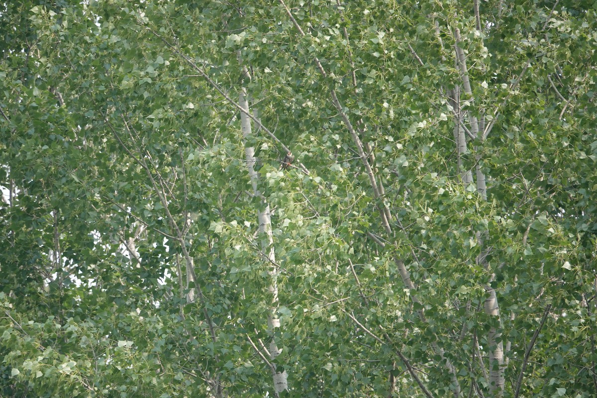 Amur Falcon - ML646182052