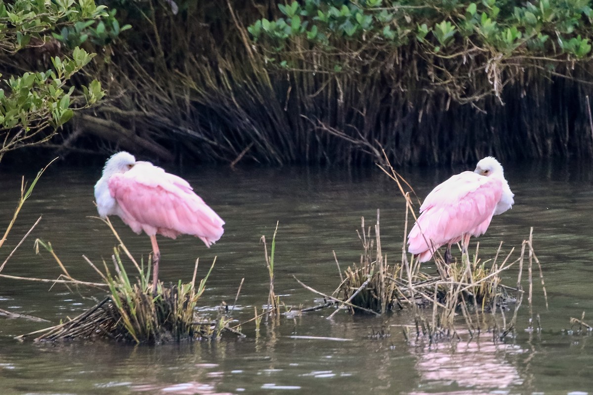 Roseate Spoonbill - ML646182054