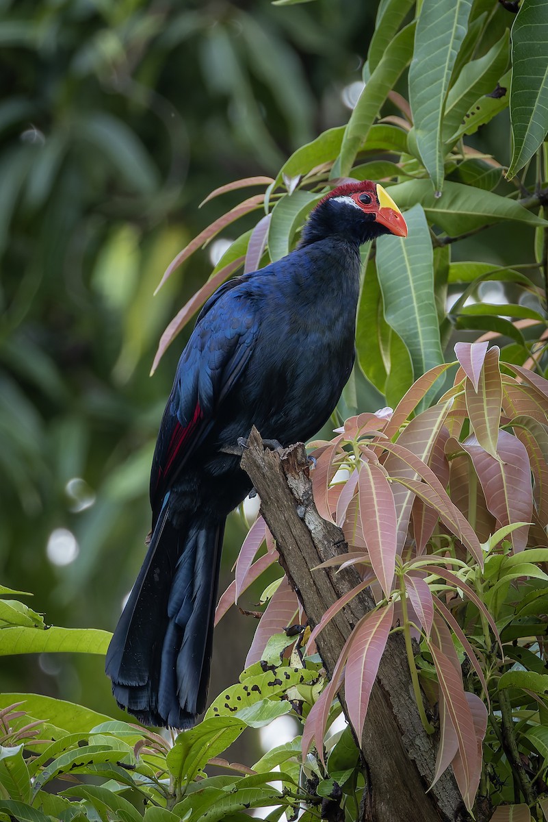 Violet Turaco - ML646182056