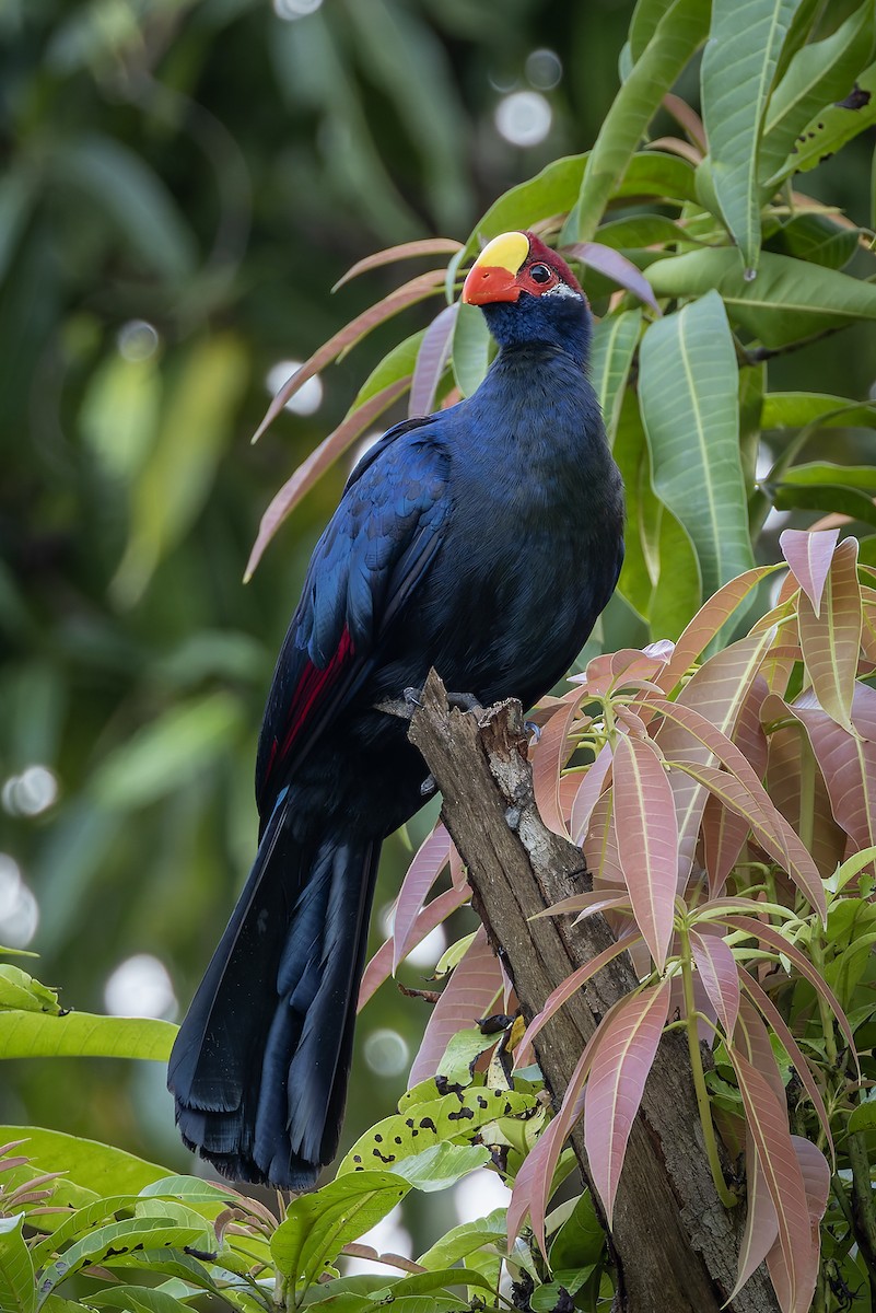 Violet Turaco - ML646182057
