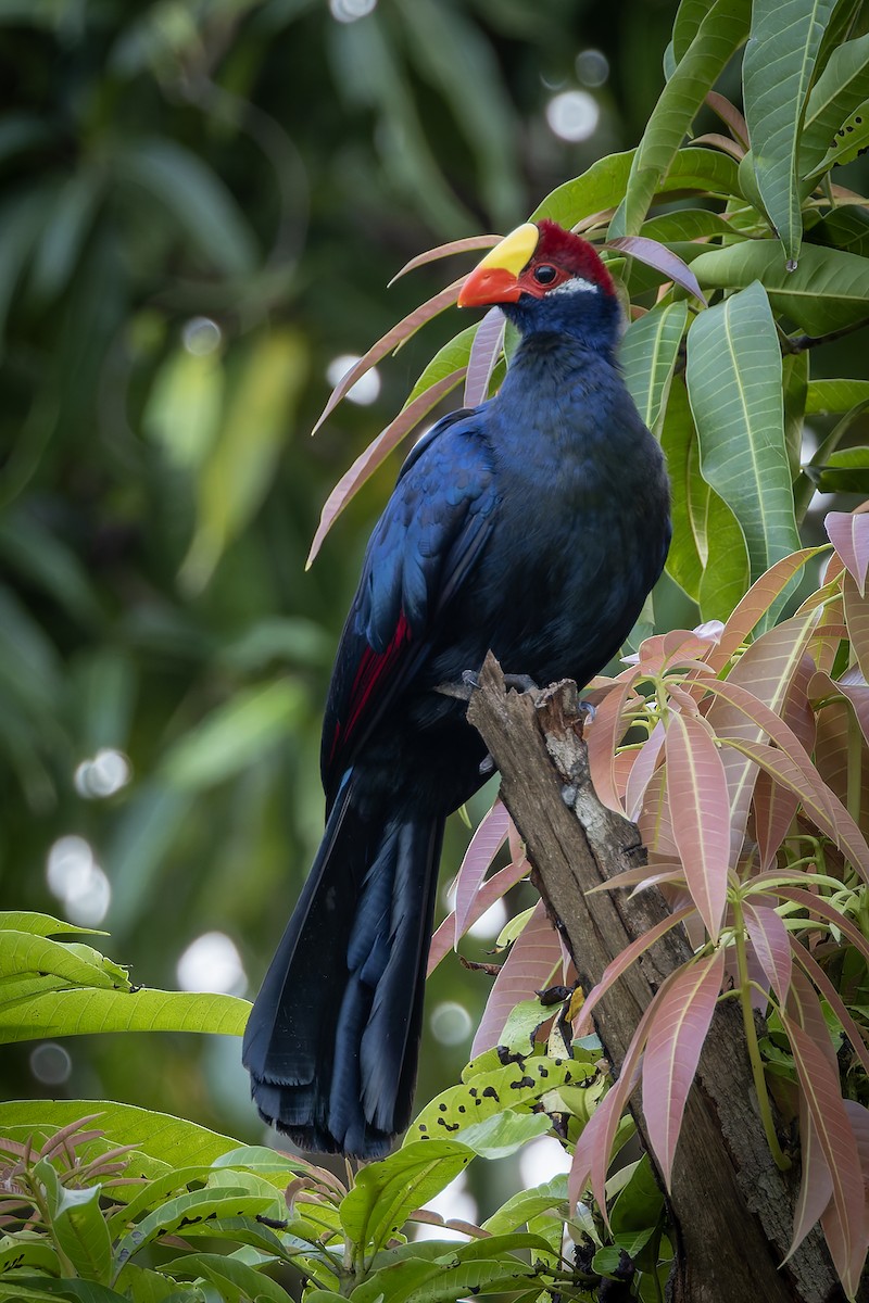 Violet Turaco - ML646182058