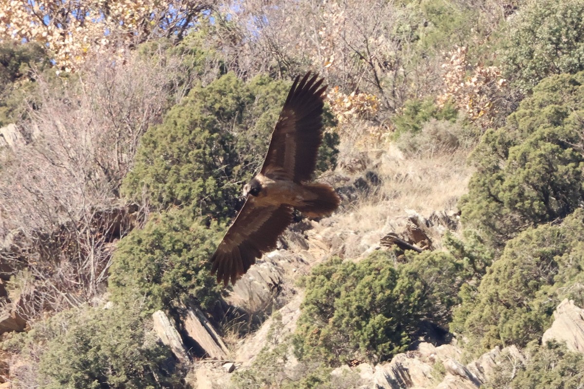 Bearded Vulture - ML646182059