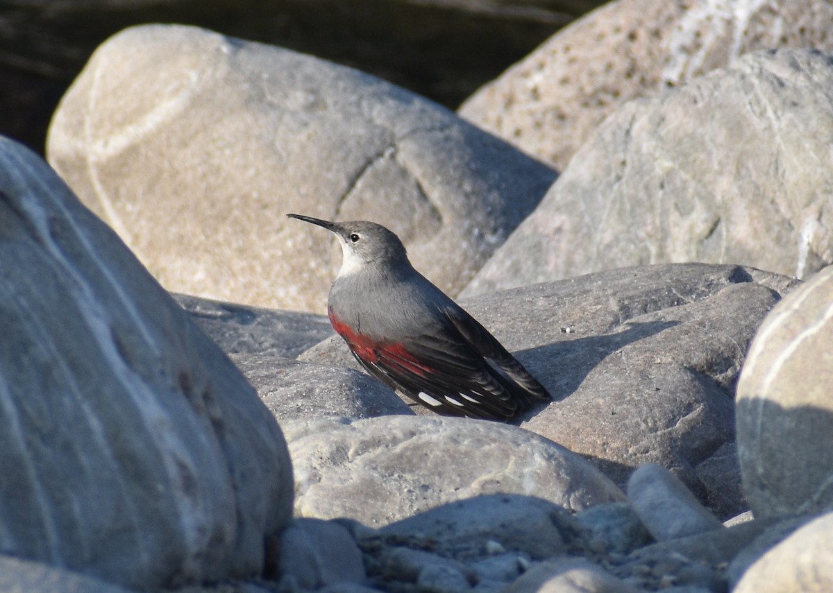 Picchio muraiolo - ML646182065