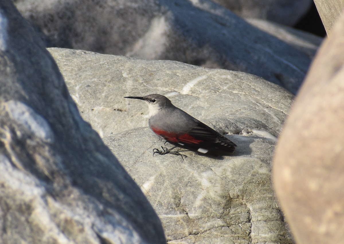 Picchio muraiolo - ML646182066