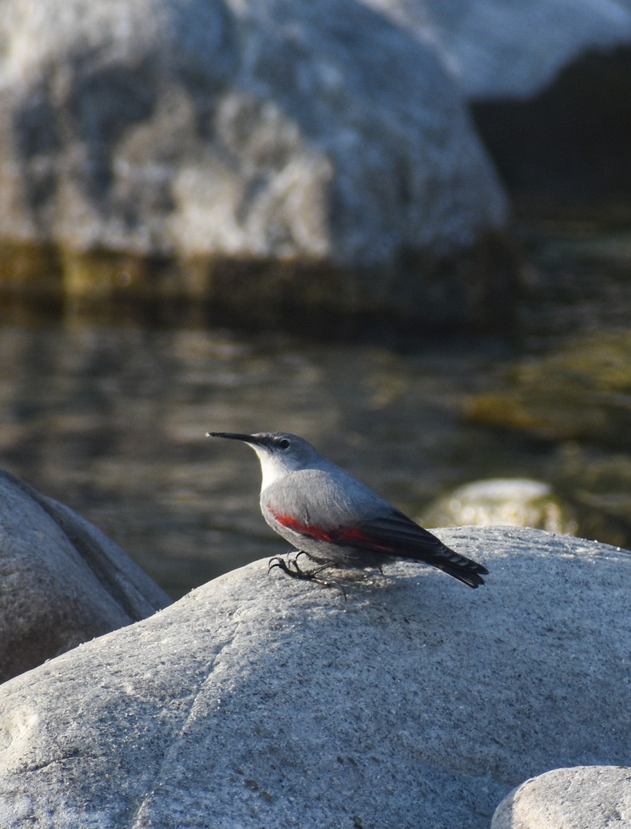 Picchio muraiolo - ML646182067