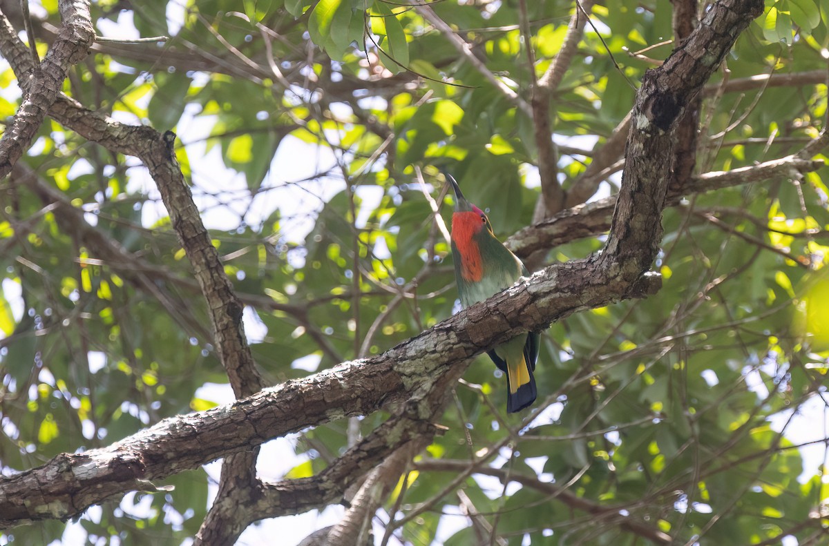 Red-bearded Bee-eater - ML646182069