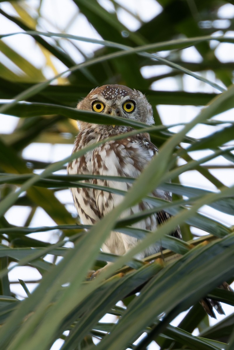 kulíšek perlový - ML646182077