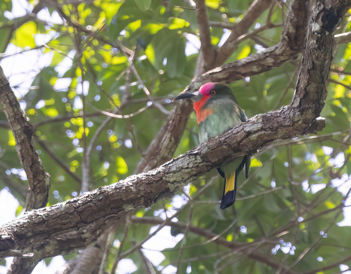 Red-bearded Bee-eater - ML646182083