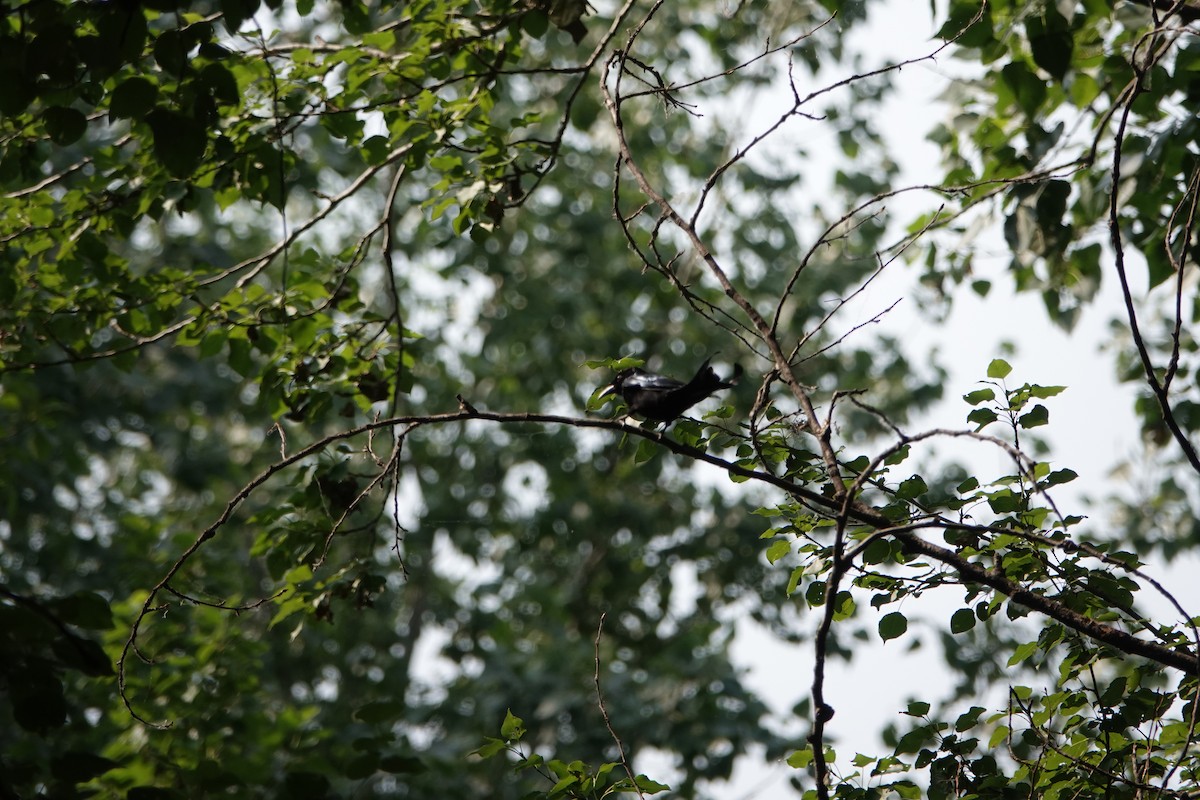 Hair-crested Drongo - ML646182084