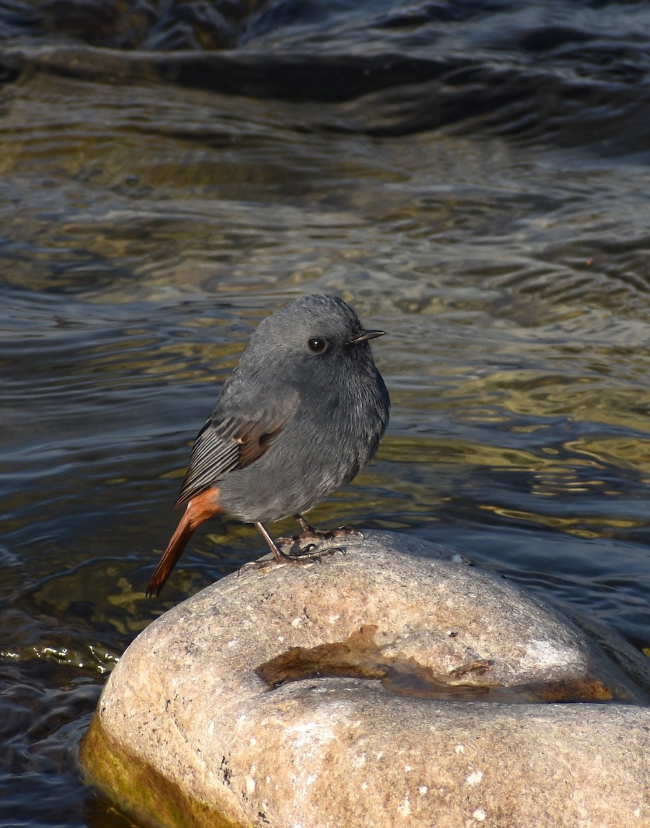 Plumbeous Redstart - ML646182087