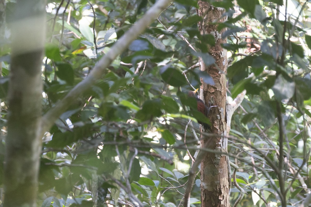 Maroon Woodpecker - ML646182094