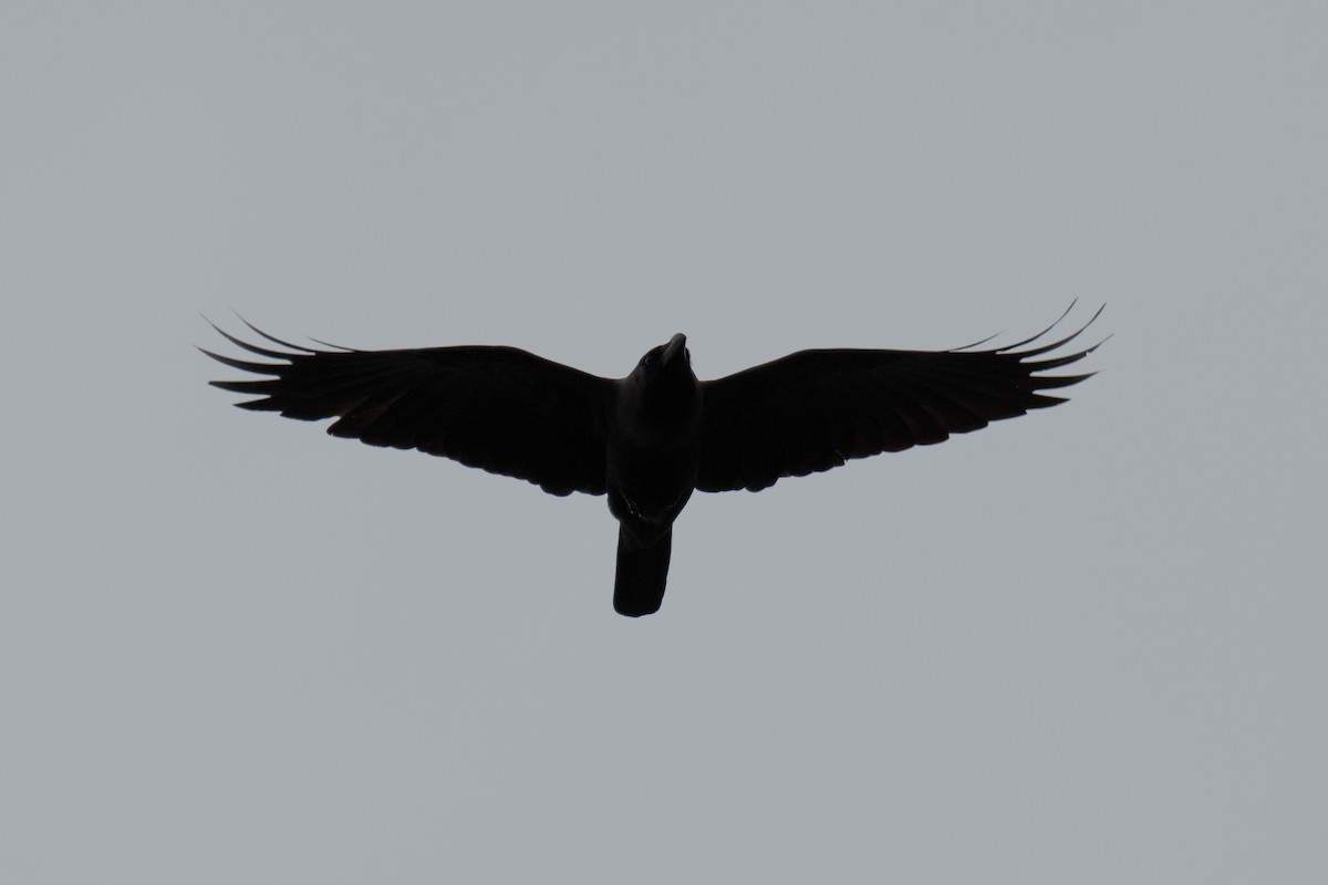 House Crow - ML646182097