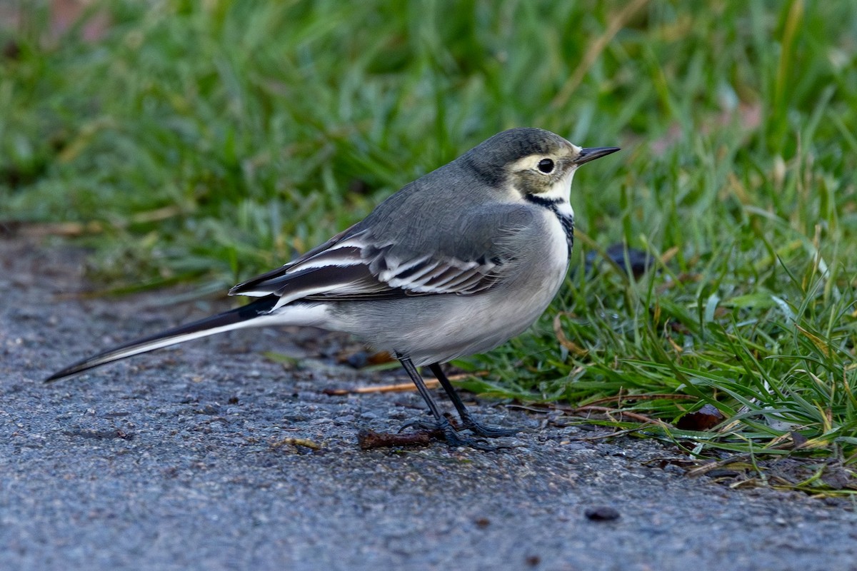 White Wagtail (British) - ML646182098