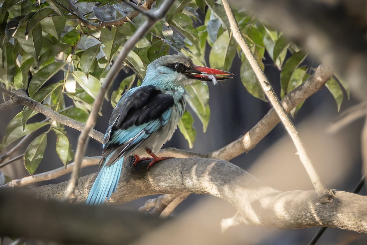 Blue-breasted Kingfisher - ML646182109