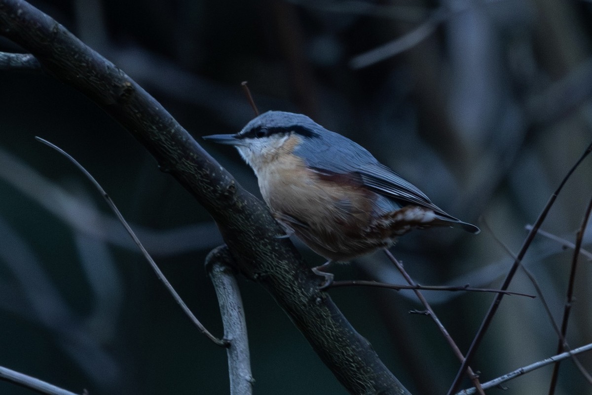 סיטה אירופית - ML646182111