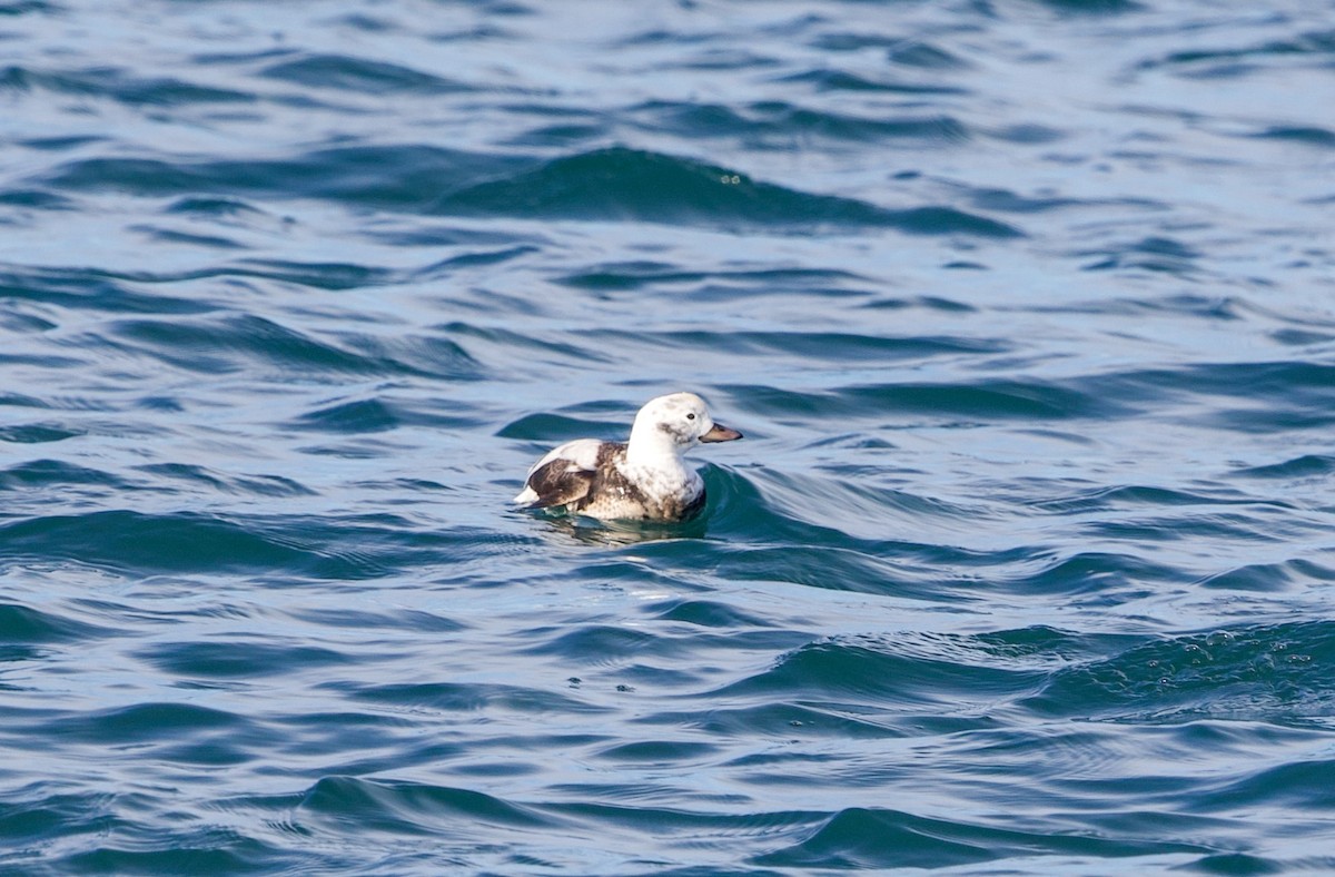 hoholka lední - ML646182112