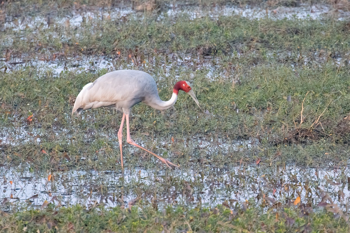 Grulla Sarus - ML646182113