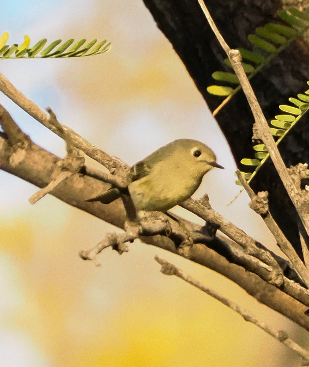 Ruby-crowned Kinglet - ML646182119