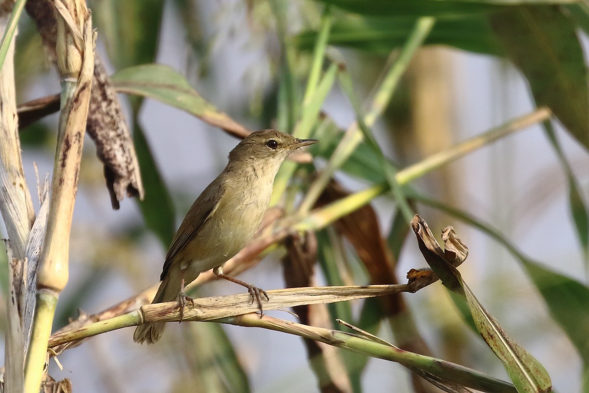 Carricero de Blyth - ML646182124