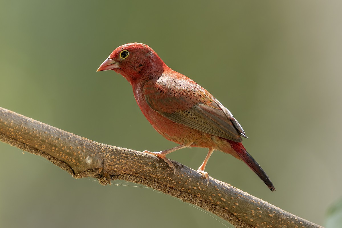 Amaranta Senegalesa - ML646182126