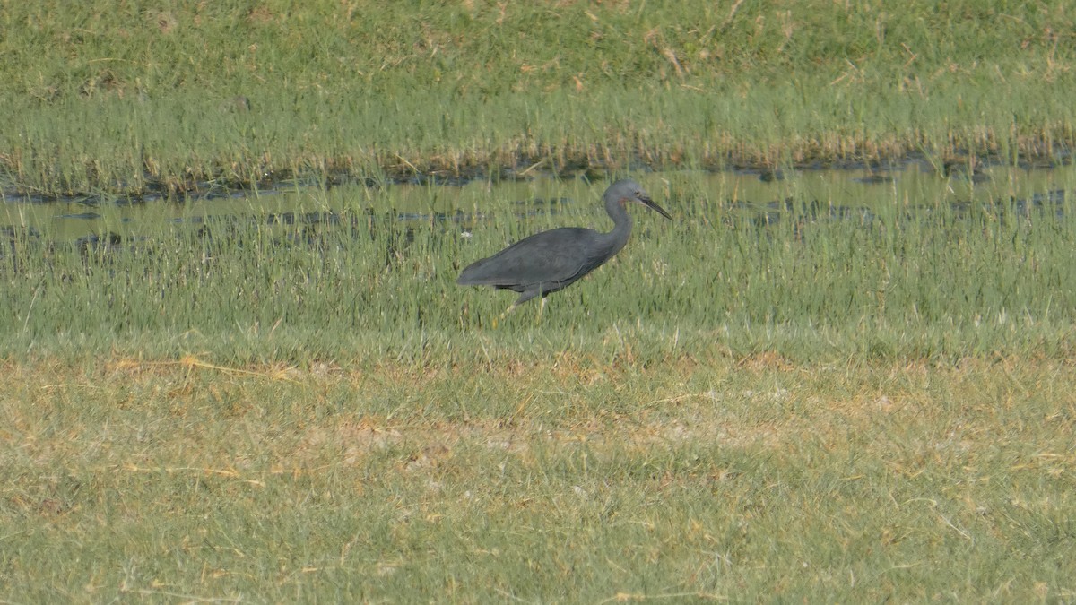 Garceta Gorjirroja - ML646182130