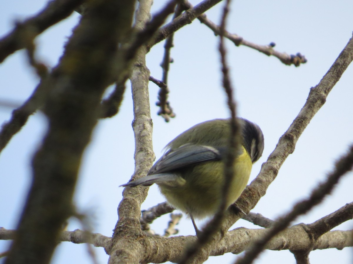 Herrerillo Común - ML646182131