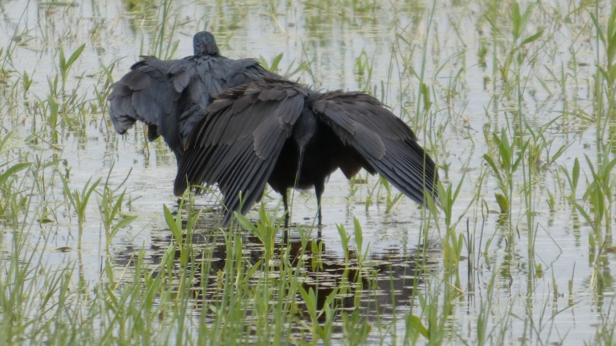 Garceta Azabache - ML646182132